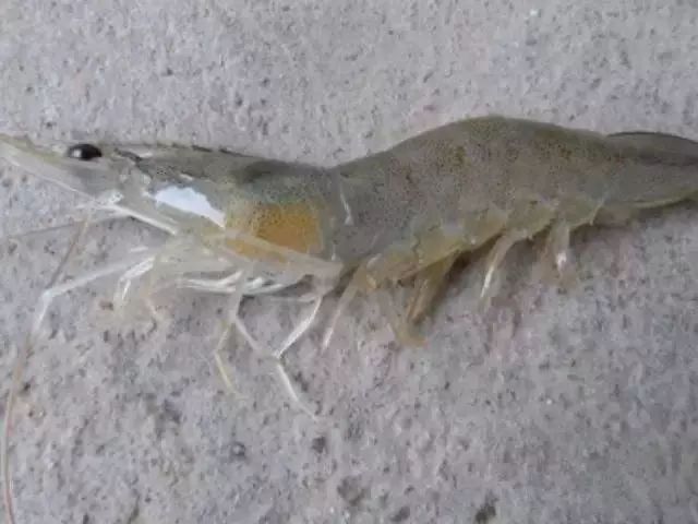 烂鳃病发展过程:黄鳃-黑鳃-烂鳃三,症状:烂鳃病发生于养殖对虾,高温