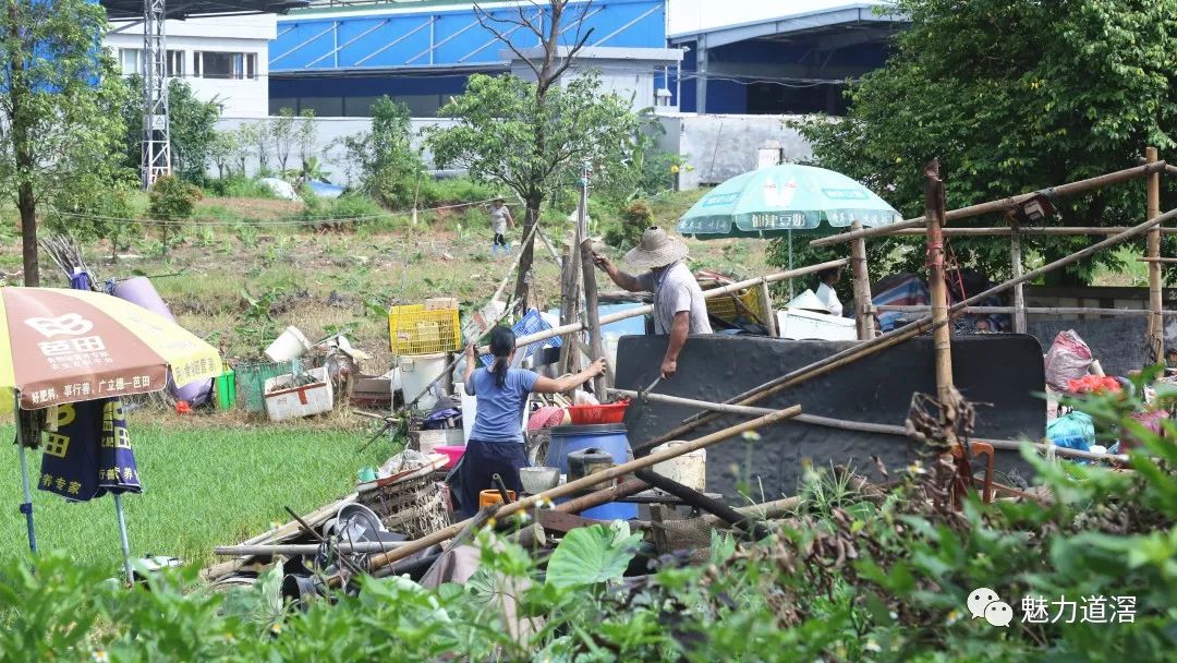 道滘镇大鱼沙村开展违章搭建窝棚清拆行动