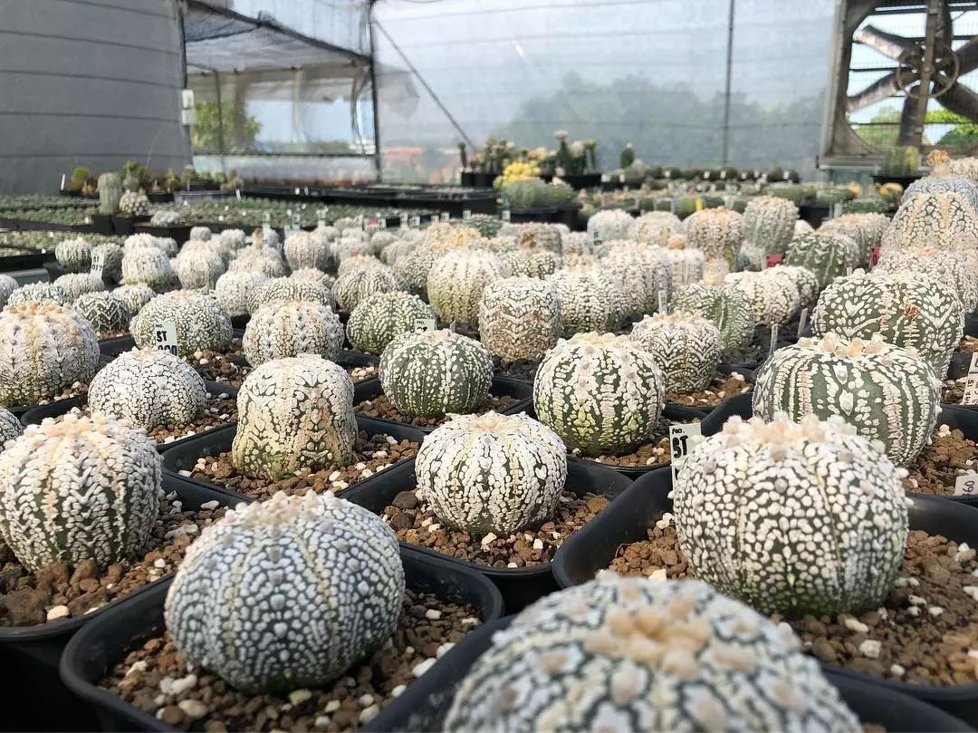 星兜这个多肉界新秀为何让人如此痴迷