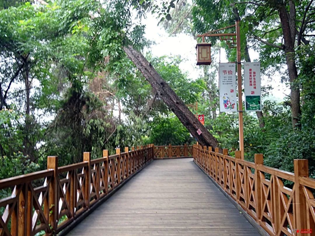 龙岩天马山栈道图片