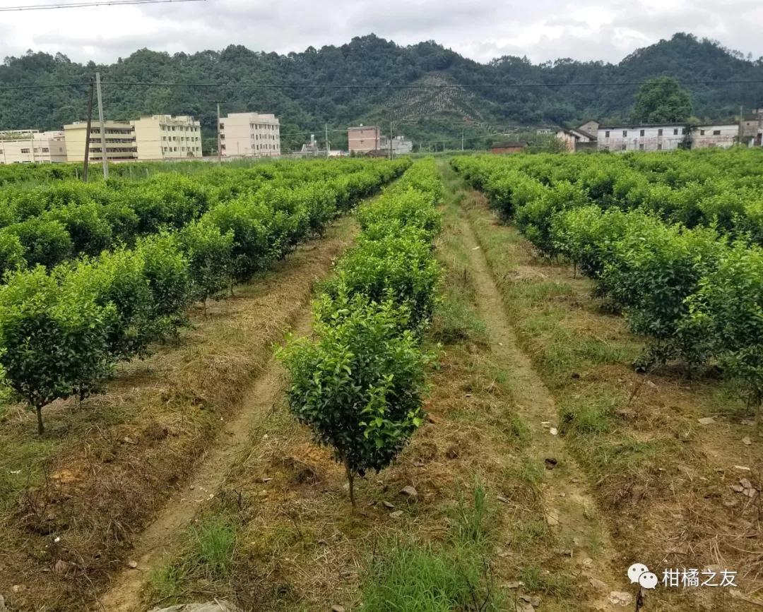 柑橘果园管理