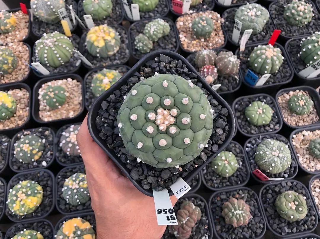 星兜这个多肉界新秀为何让人如此痴迷