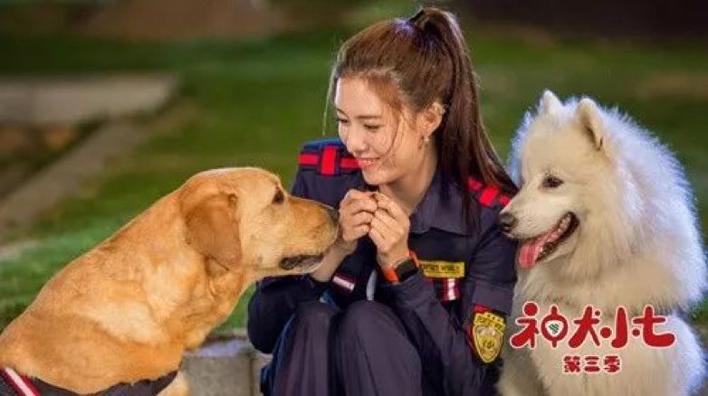 《神犬小七第三季》中,欧叶变身女主角安心的好闺蜜,这样的设定让老