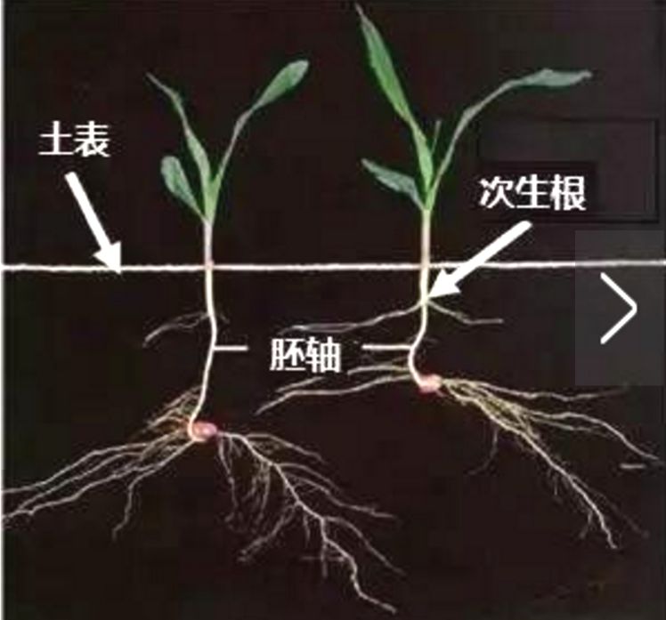 夏玉米出苗的15种异常情况