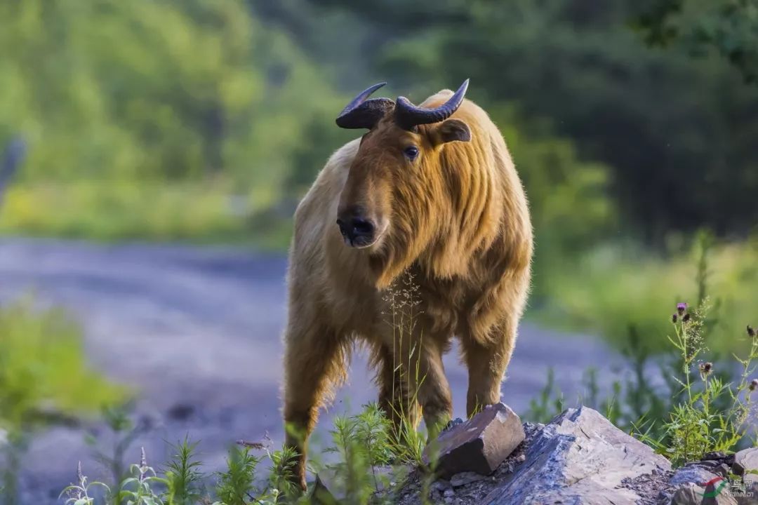 保护秦岭秦岭野生保护动物羚牛