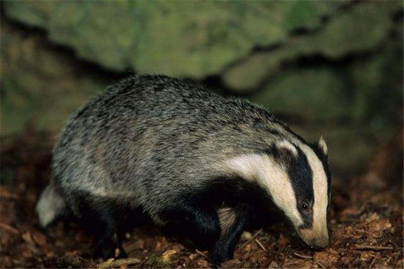 四川捉到无毛怪兽,长得像熊却有着猫的鼻子,外国人误以为是雪人_狗獾