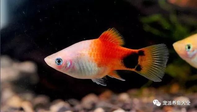 米奇鱼,又称米老鼠月光鱼,是一种卵胎生淡水热带鱼,通过剑尾鱼和花斑