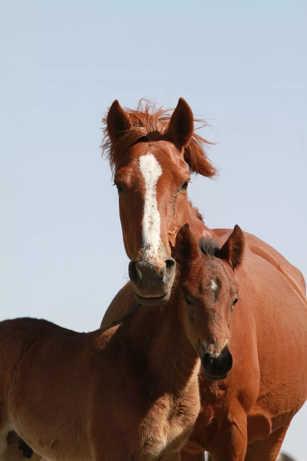 一往无前蒙古马