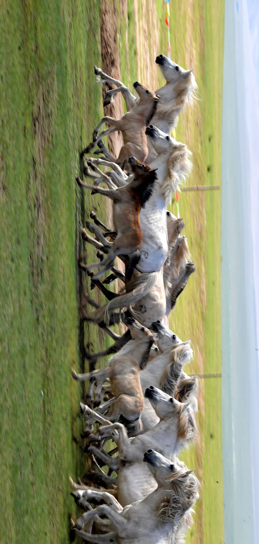 一往无前蒙古马