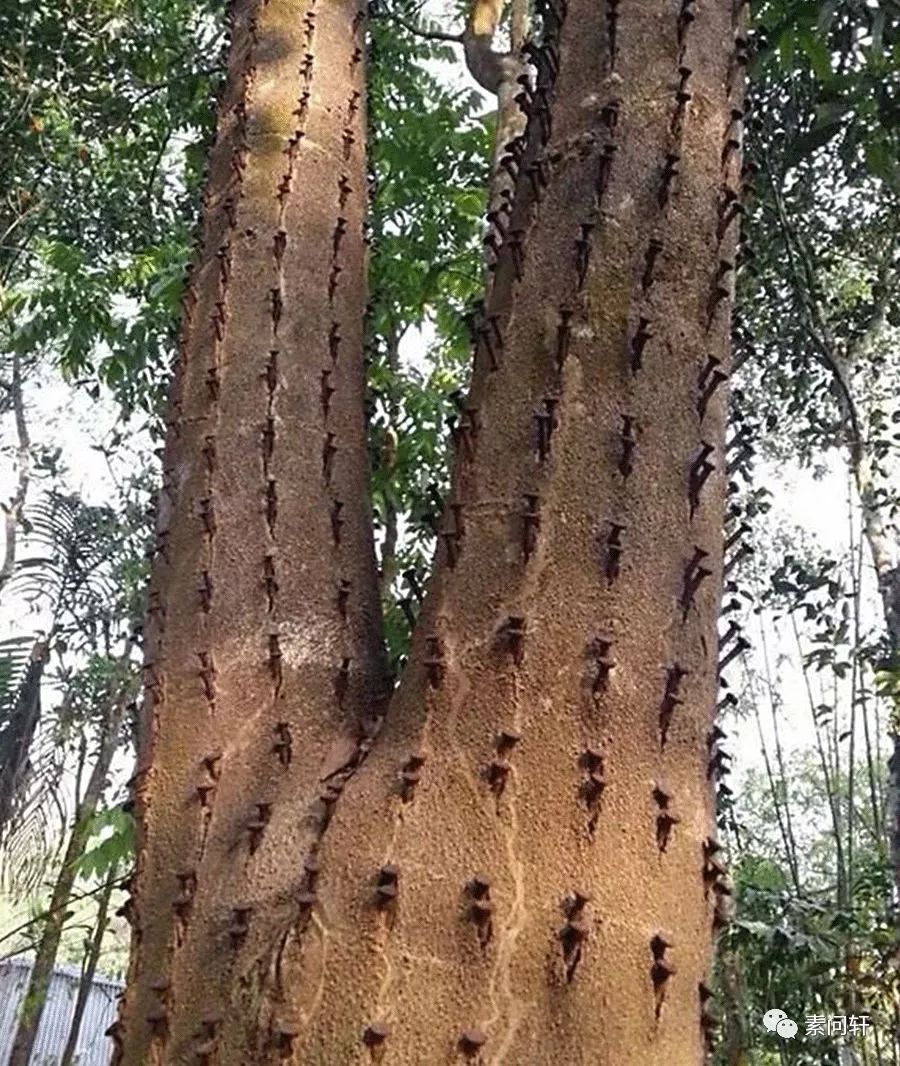 沉香回顾都说奇楠香之珍贵要结三世善缘才能闻到昨天我们闻到了