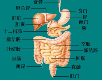 十二指胃溃疡位置图片图片