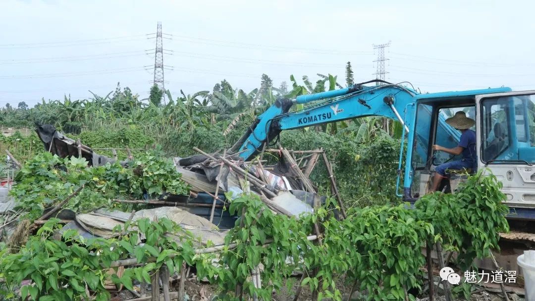 道滘镇大鱼沙村开展违章搭建窝棚清拆行动