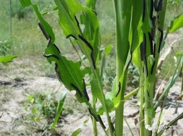 "粘虫大军"入侵水稻,统剿杀虫,威力无穷