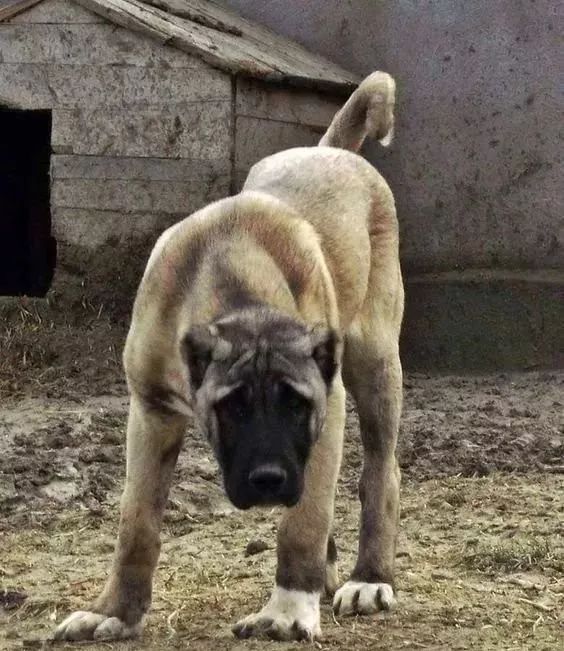 结语:这就是备受土耳其人民尊敬的猛犬坎高,坎高犬才