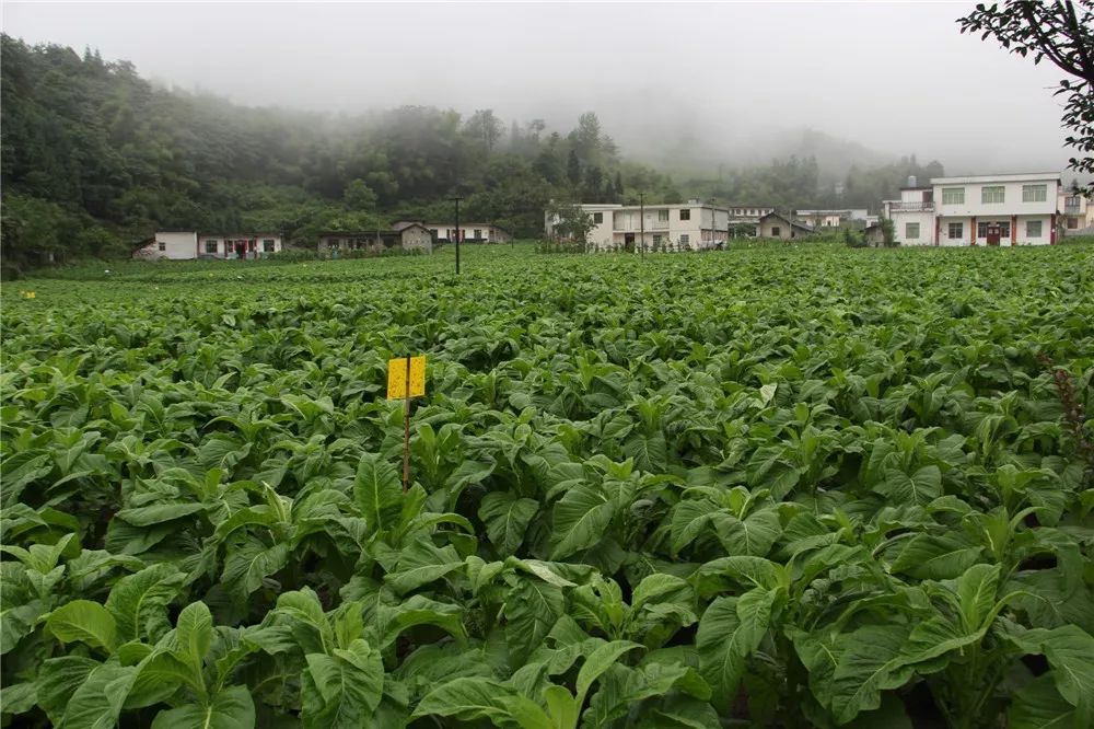 快来看兴文烟农的"法宝",有了它,每亩多挣500元!