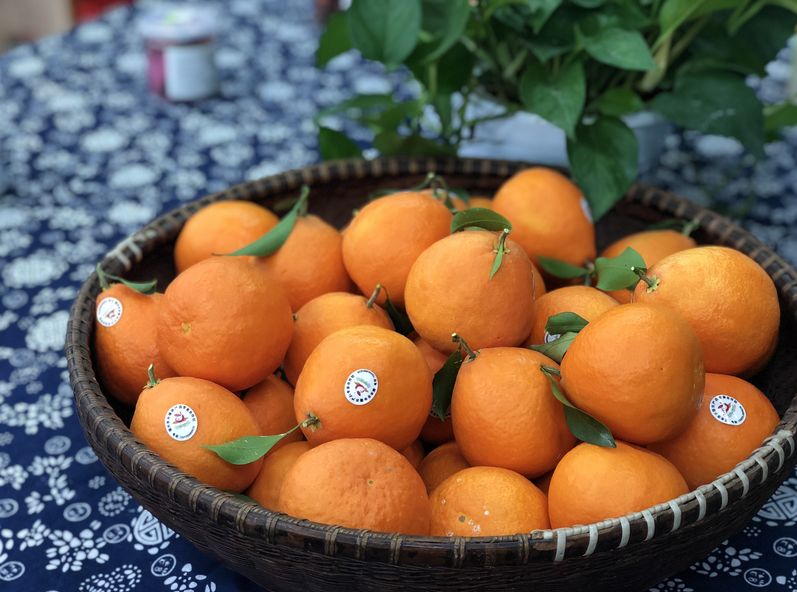 红美人是一个因超凡品质而风靡世界的柑橘品种,母本为南香,父本为天草