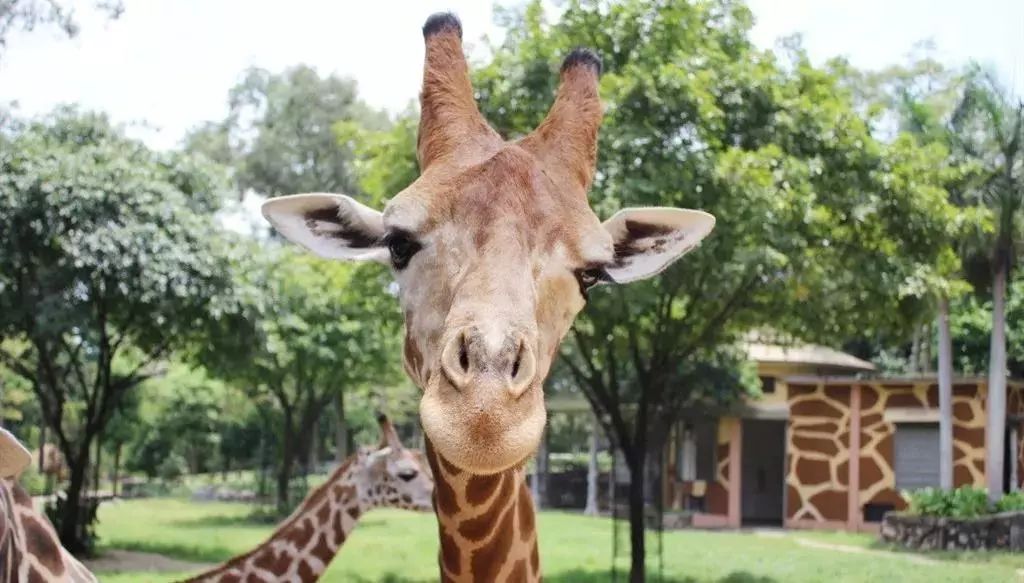 100000㎡疯狂动物城即将开园畅玩七彩海巢欢乐世界60元儿童票80元成人