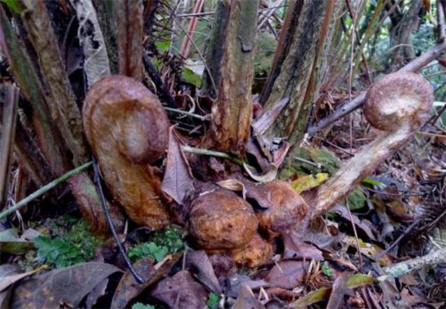 农村这种野草被叫做金狗毛它的毛能止血遇见了好好珍惜