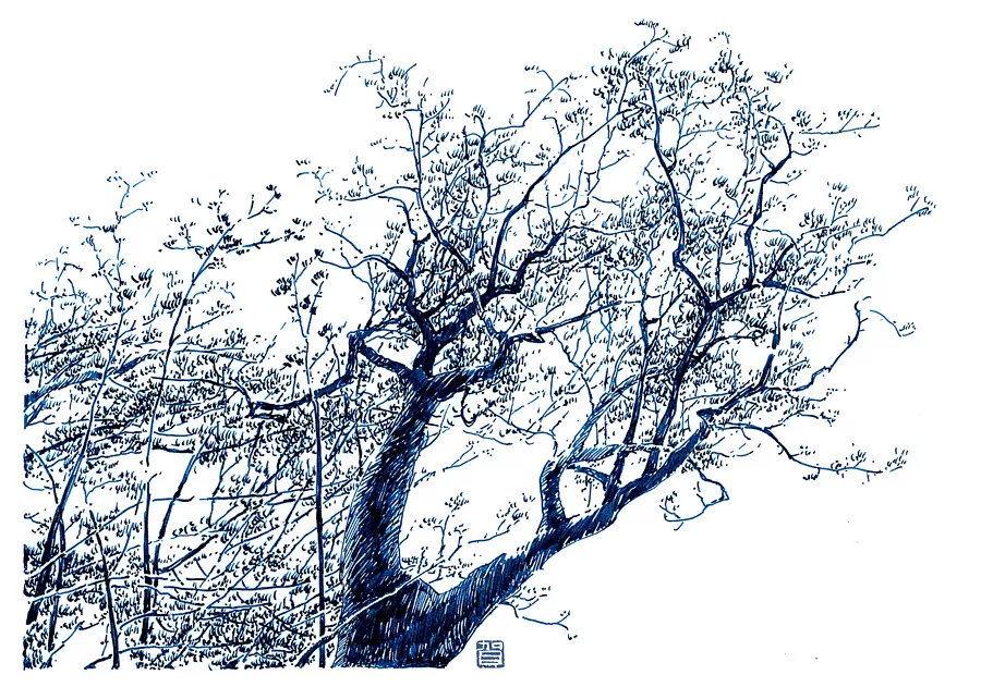 钢笔画树枝,钢笔画树_大山谷图库