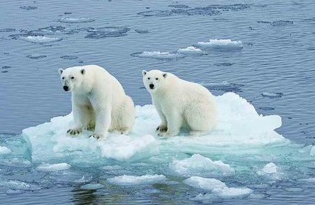 格林兰岛一日冰雪融化20亿吨的背后,是无数生命的逝去_北极圈