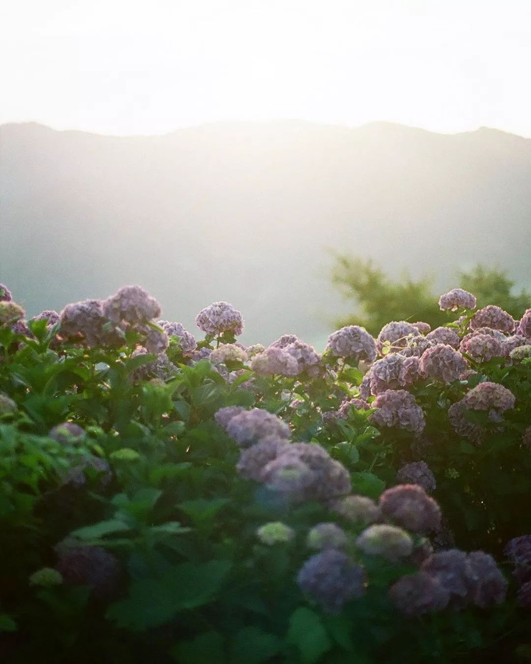 日本大阪这一紫阳花美景爆红网络网友大呼这才是夏天应该有的样子