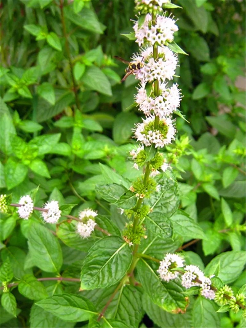 丁香罗勒:灌木植物,外形美观,香气袭人.