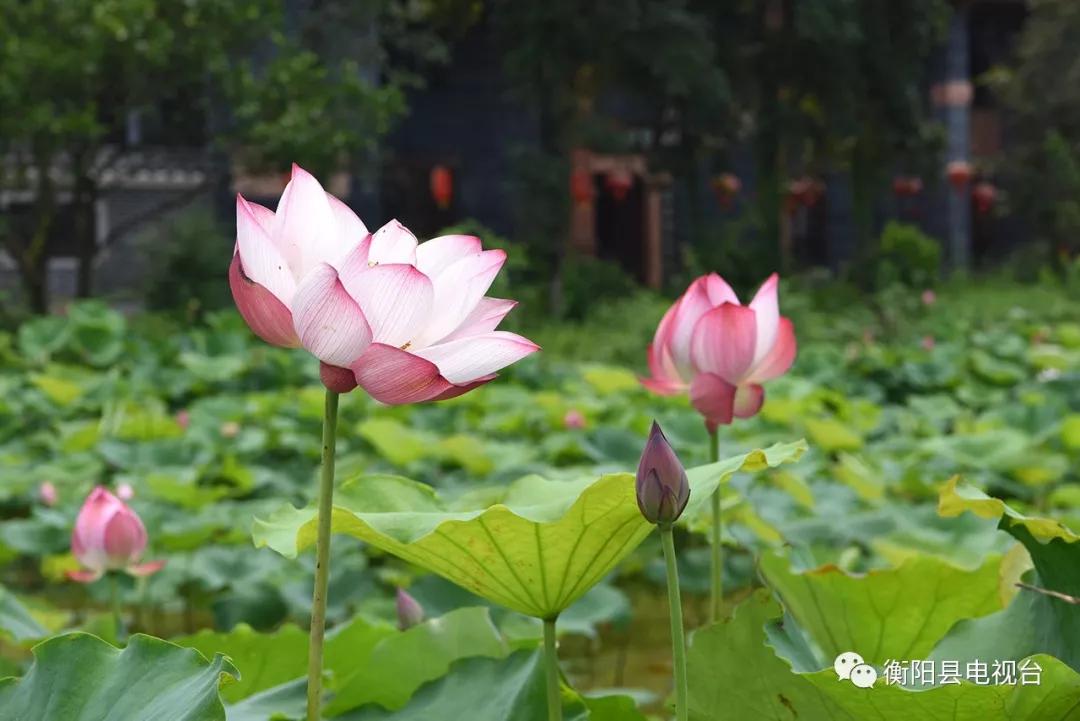姿态万千,争妍夺目!来看衡阳县最美的夏天