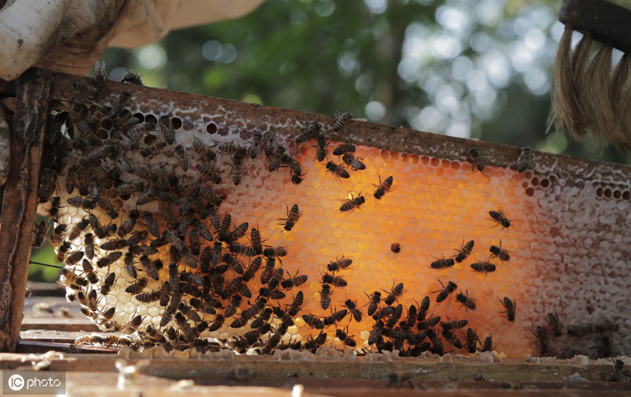 蜂蜜水好喝,蜜蜂酿蜂蜜的过程有物理和化学变化,带你看看巴西蜜