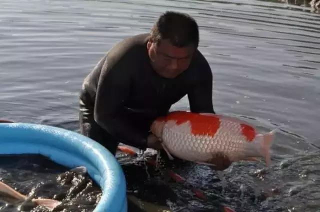 一看抱鱼姿势就能知道你是高玩还是萌新