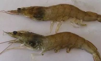 对虾烂腮病的最全手册症状预防治疗都在这