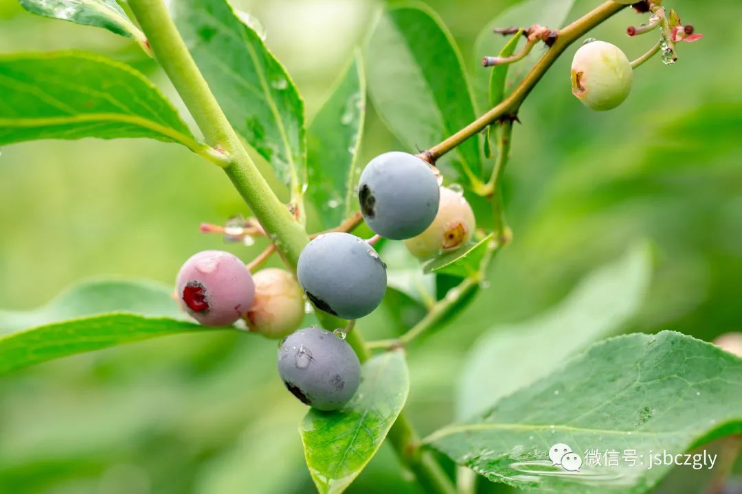 蓝莓清新夏日只此一季