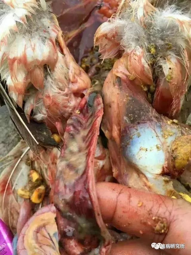 鹅副粘病毒是养鹅的又一危害极大的病毒病现在也是高发期一般都会出现