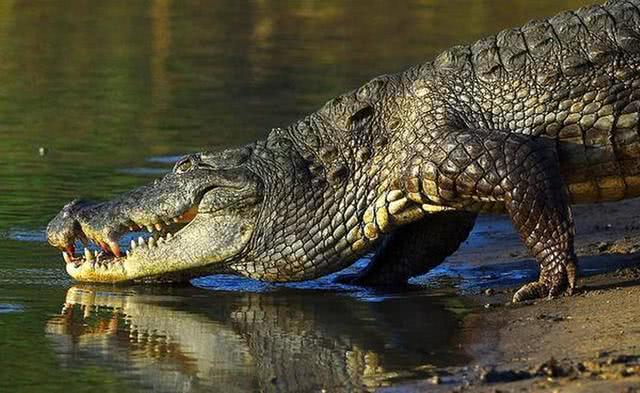 别不信最新研究证明鳄鱼曾是吃素的大多数的古犀牛还没有角