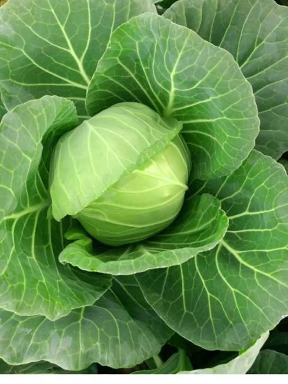 公司结合种植户和消费者的需求,培育出了一个口感型甘蓝新品种绿绮罗