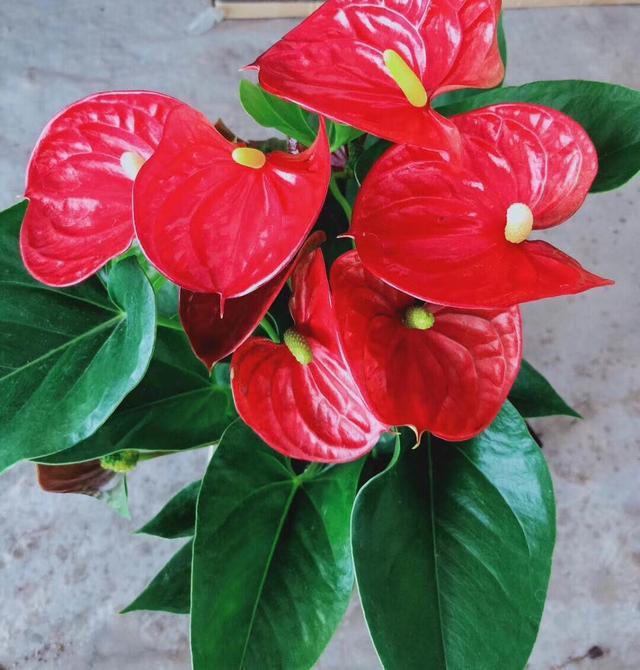 原创花瓣红艳开花巴掌大红掌寓意好适合养家里家人都喜欢