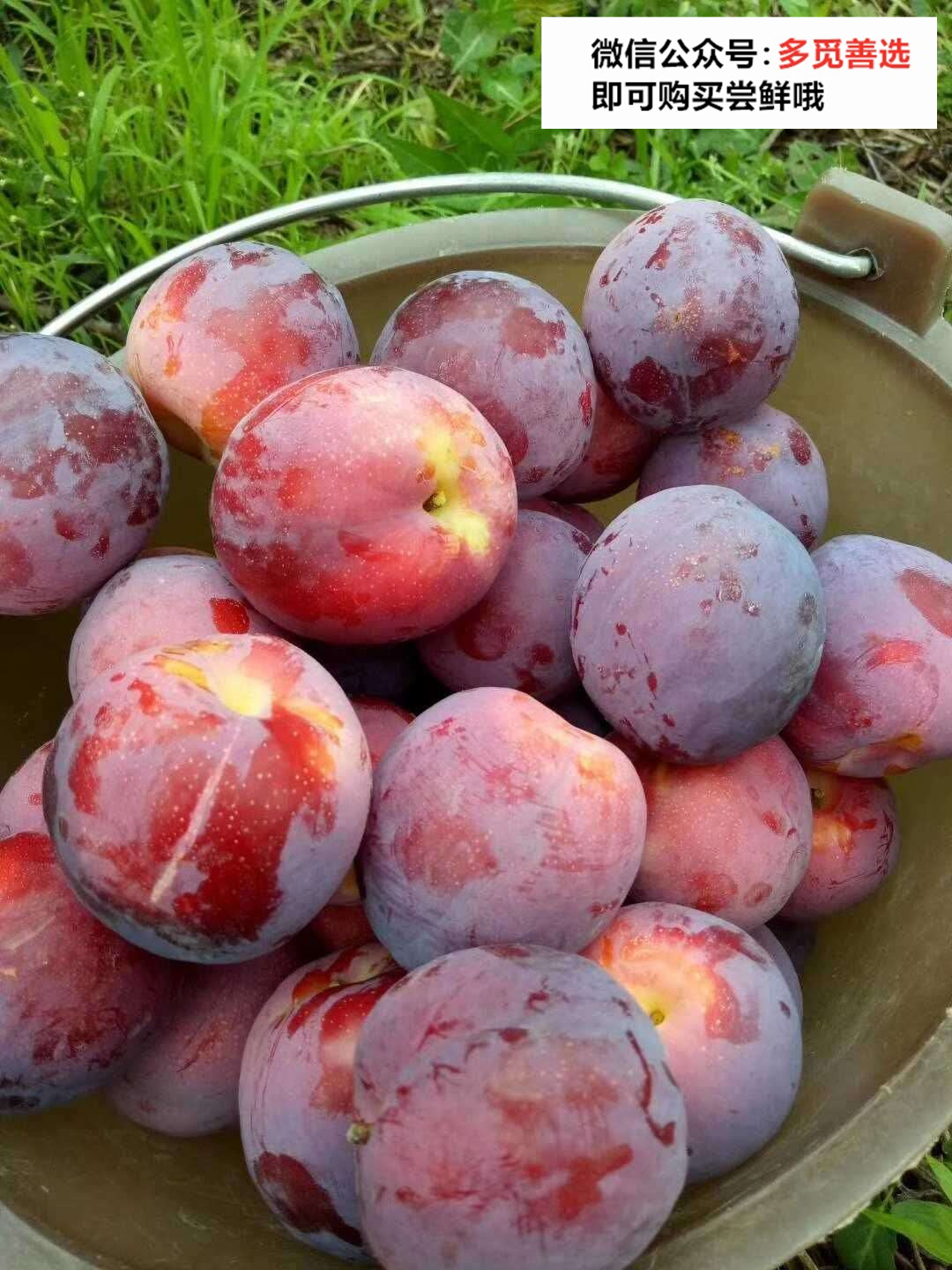 大凉山红美人玫瑰李——多觅善选,好水果就是要分享_李子