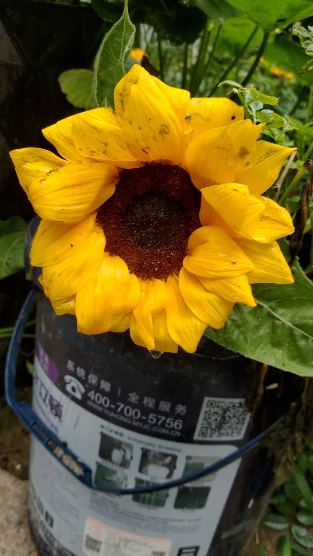 花卉常见繁殖方法之压条繁殖_枝条