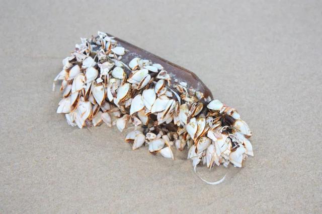 于是,他们找到了一种甲壳动物——茗荷(俗称鹅颈藤壶),因为形状和颜色