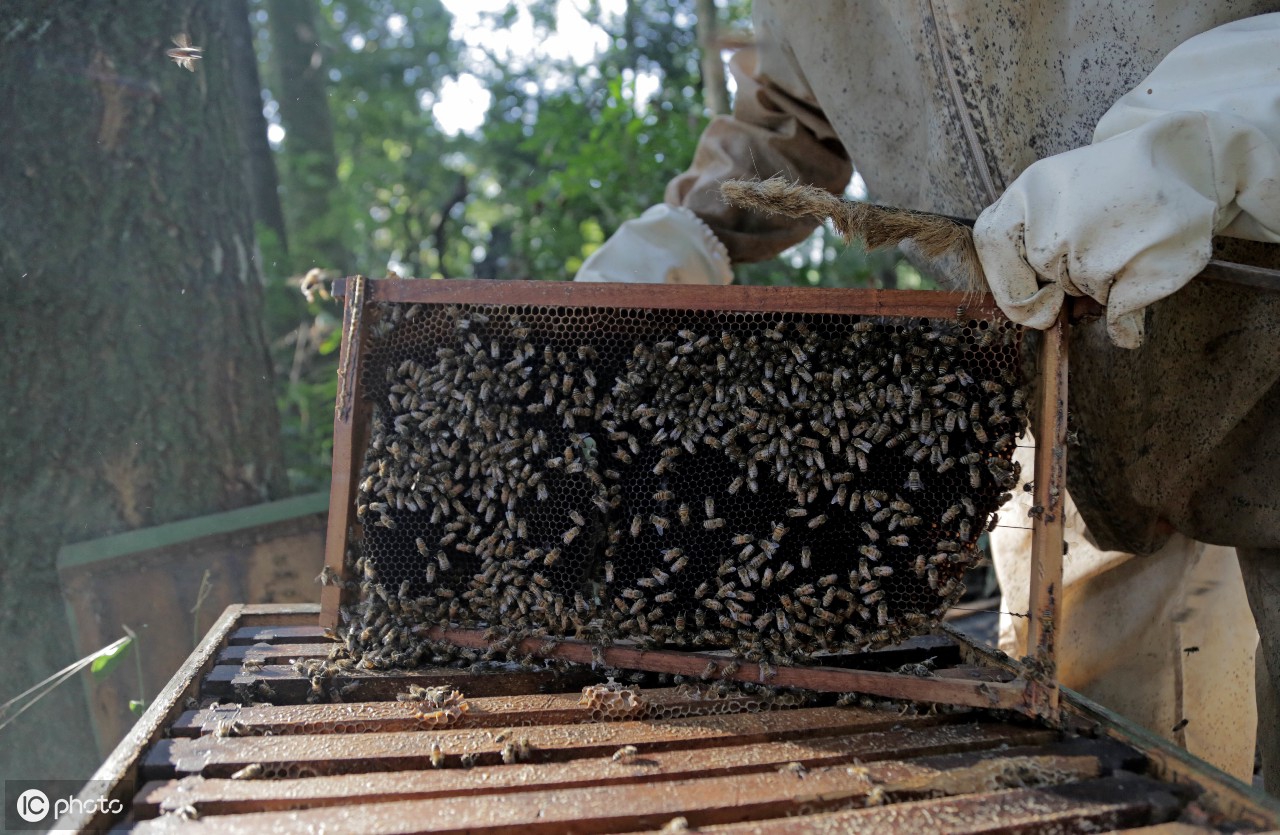 蜂蜜水好喝,蜜蜂酿蜂蜜的过程有物理和化学变