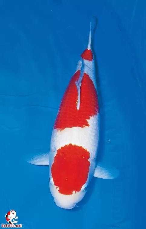 锦鲤与风水的前世今生_丹顶