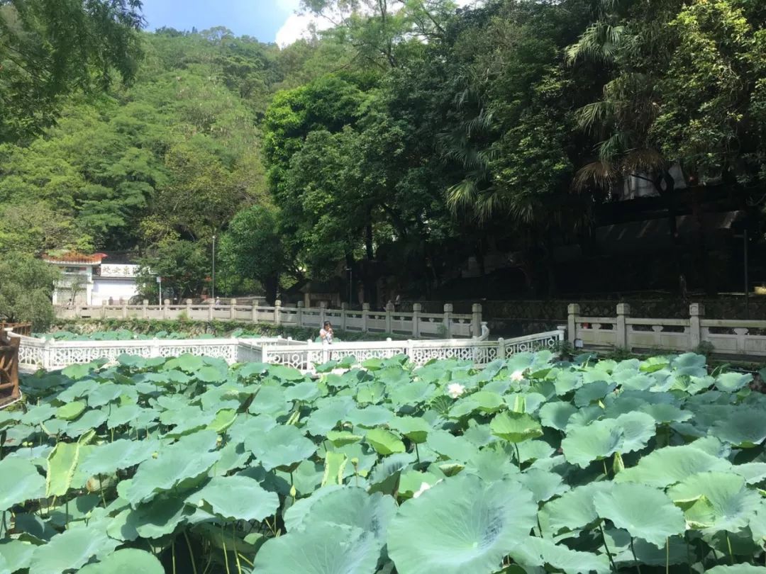 西湖公园的这片花池是不少人的回忆