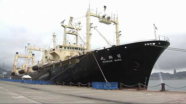 日本时隔31年重启商业捕鲸 日新丸船内视频曝光