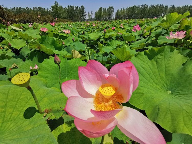 平舆芝麻小镇景点图片