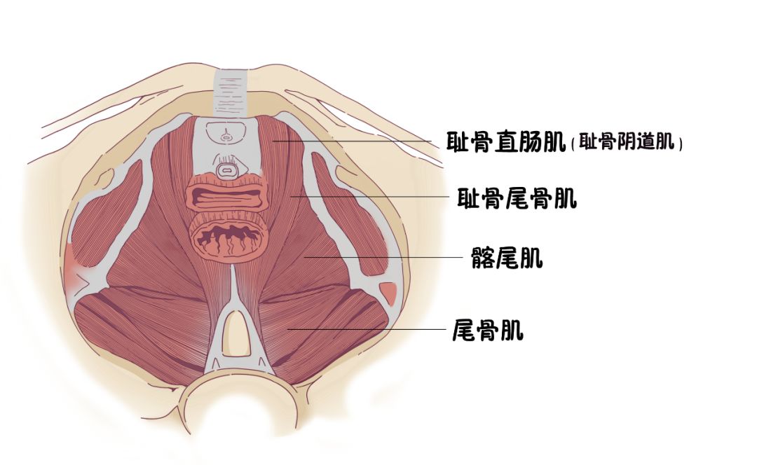 耻骨尾骨肌——排尿和性生活耻骨直肠肌——排便盆底肌——支撑盆底