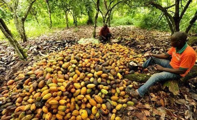 他们种了一辈子可可豆,一生都不知道可可豆用途,从未吃过巧克力_种植