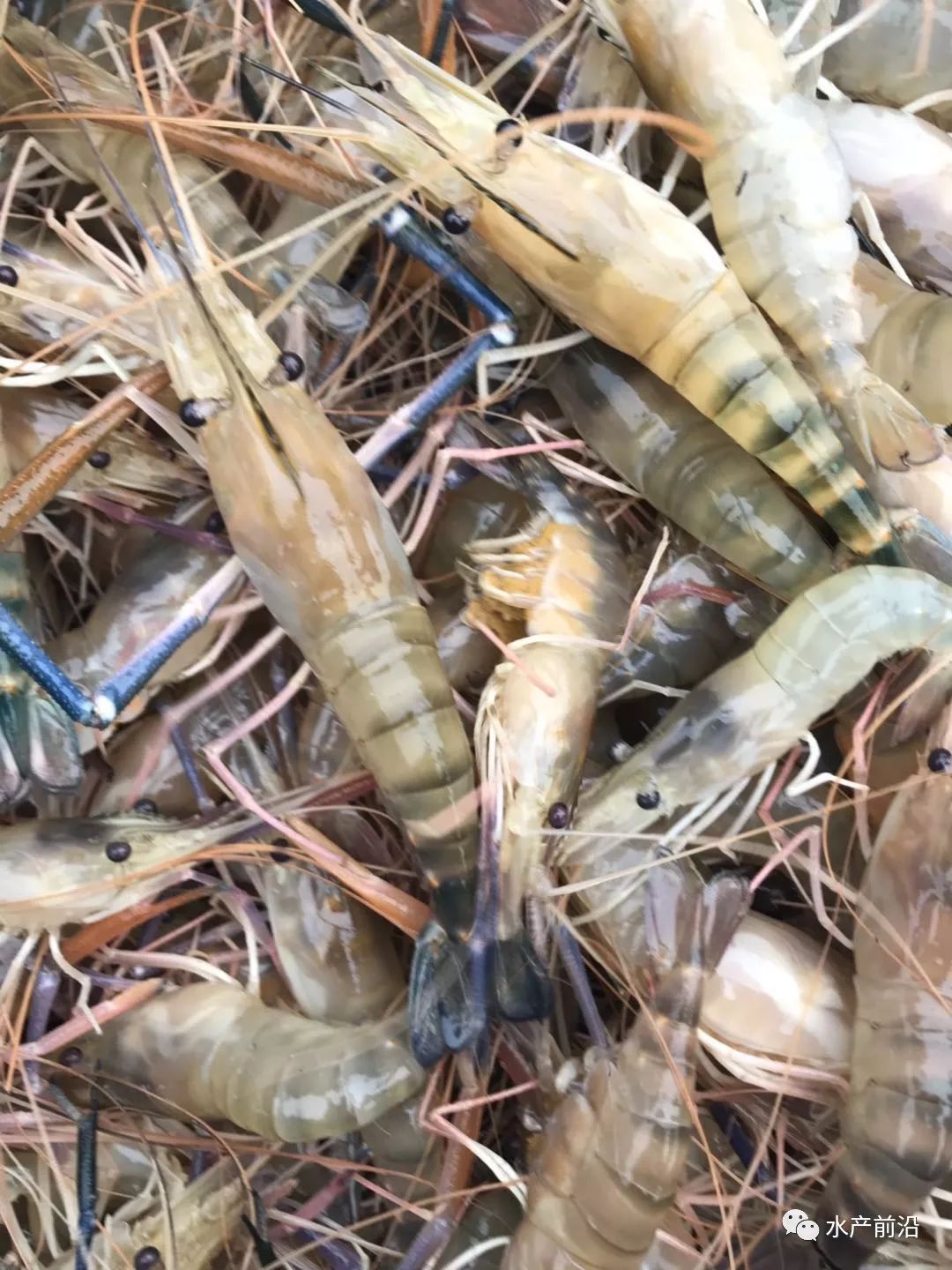 全线暴跌罗虾肇庆跌5元高邮降3元海南斑节虾跌2元新虾上市在即价格