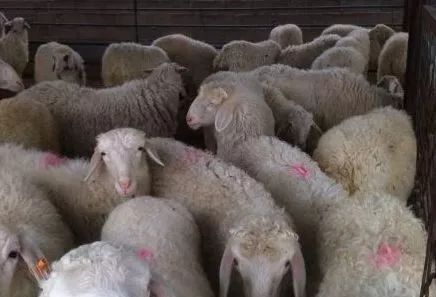 作为父本,马头山羊,青山羊,淮山羊或黑山羊等优秀本地山羊作为母本