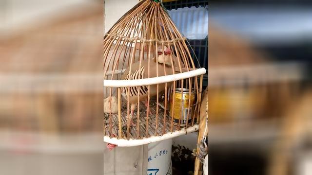 甘肃兰州永登尕拉鸡好多人没见多