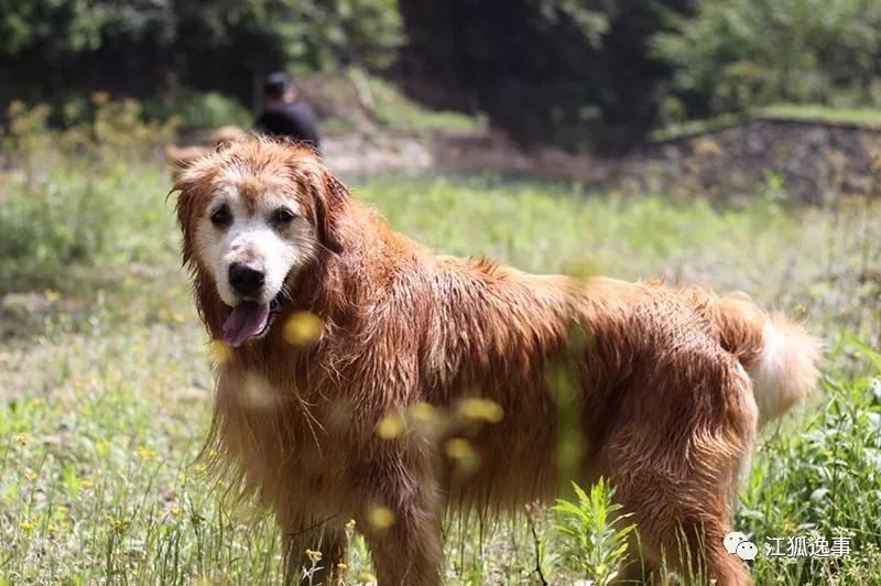 老白-长毛折耳 奶茶梁永报-临清狮子猫 棉花林三喵-土猫 小e榴莲-矮脚