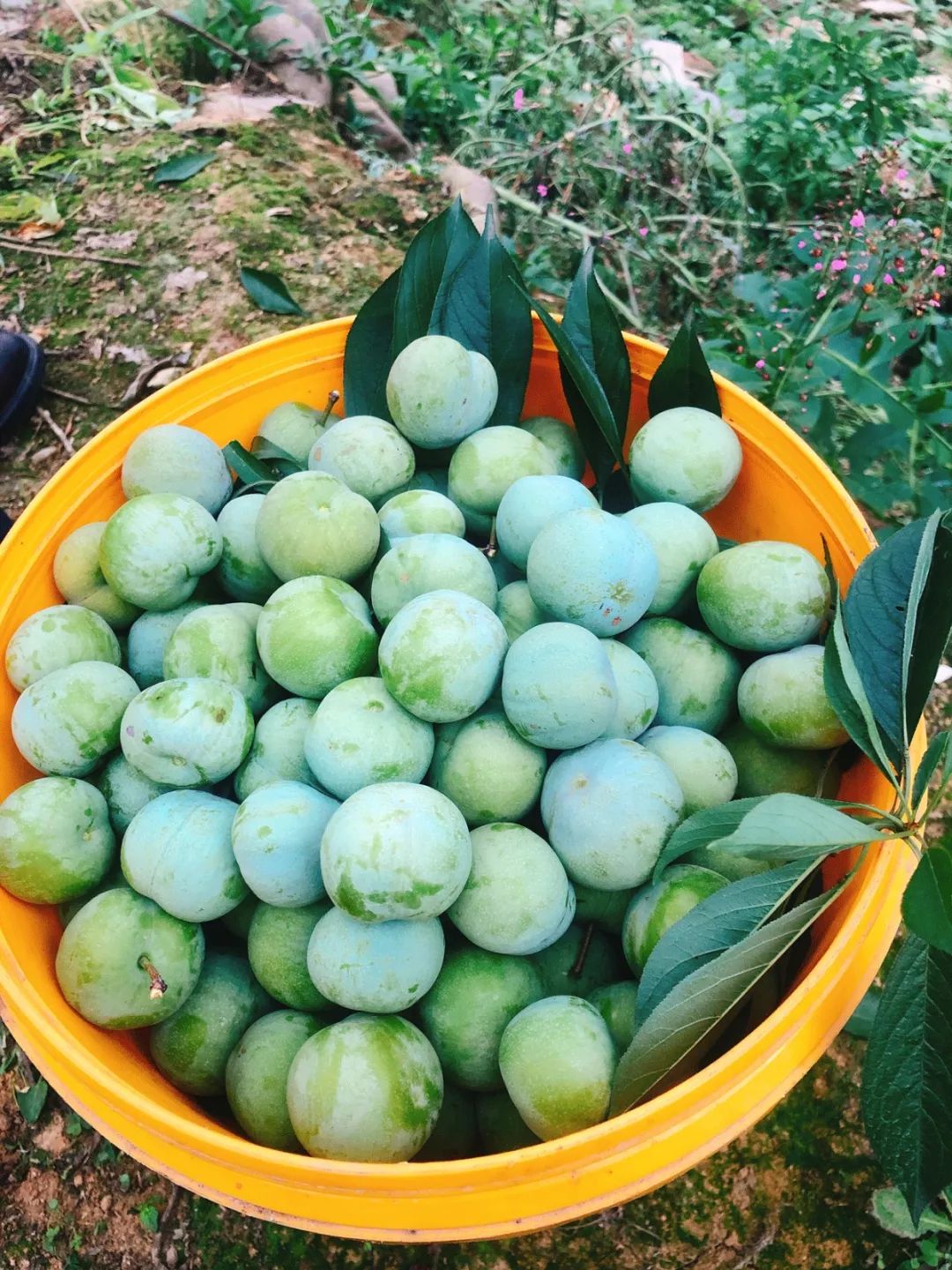 金华农庄摘李子,现场品尝不限量!_果子